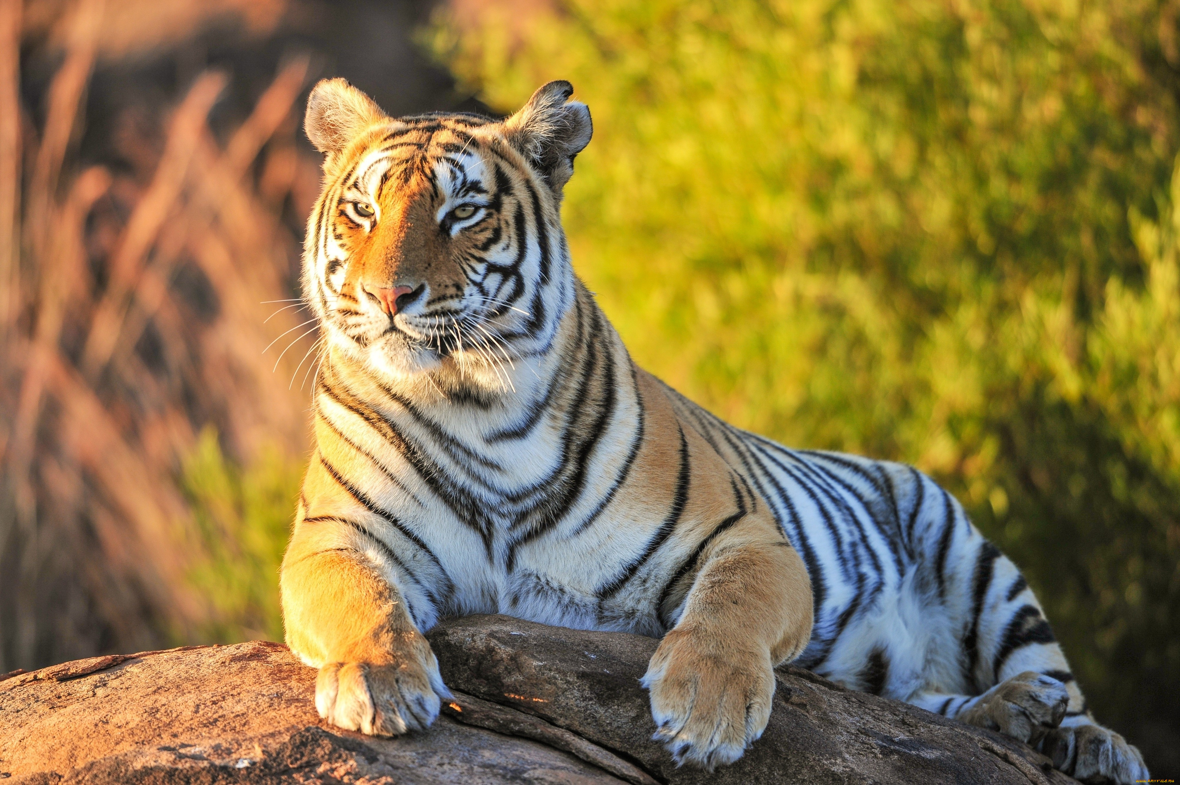 Картинки животных красивые. Тигр. Зверь. Тигренок на сером фоне. Когда она называет тебя своим тигром.